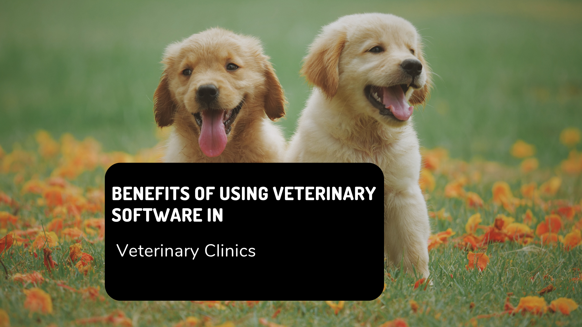 Benefits of Using Veterinary Software in Veterinary Clinics