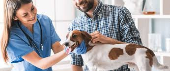 Streamlining Veterinary Practice: The Benefits of Veterinary Billing Software
